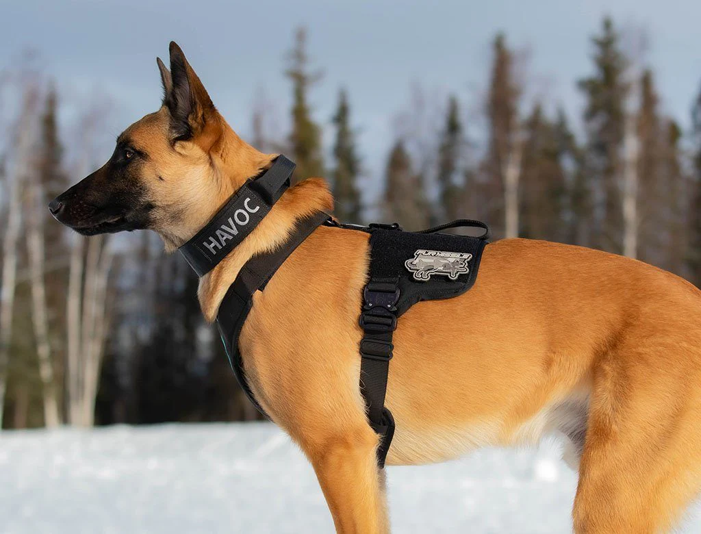 Extreme Harness with Metal Buckles - Image 8