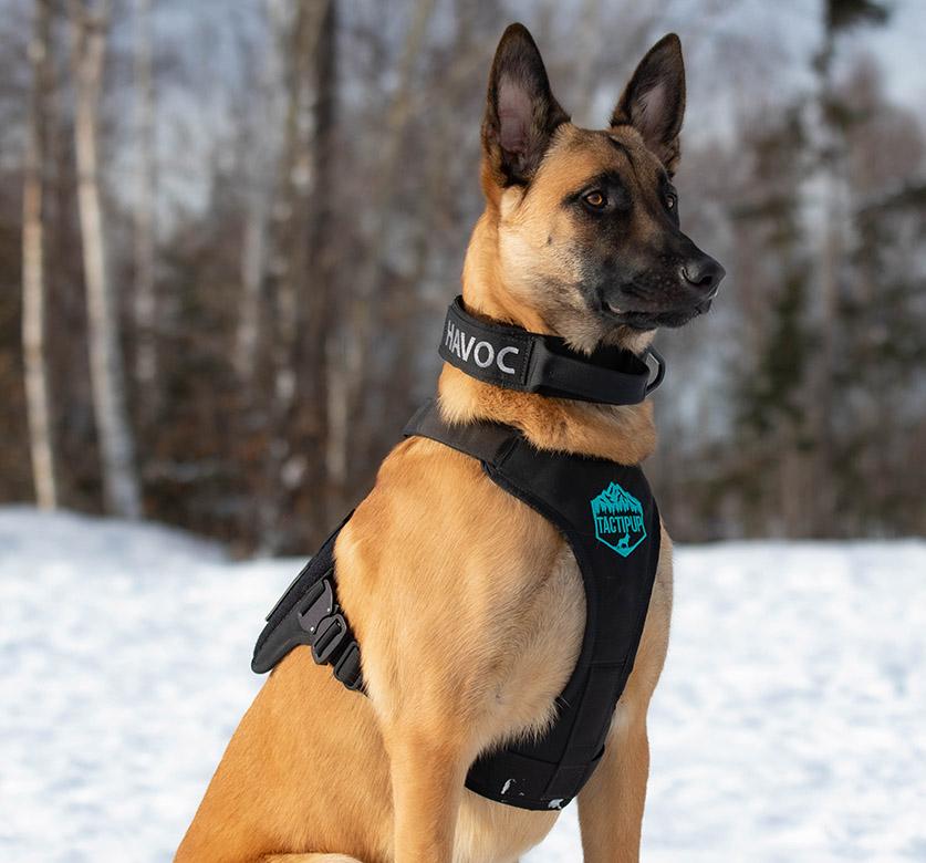 Extreme Harness with Metal Buckles - Image 9