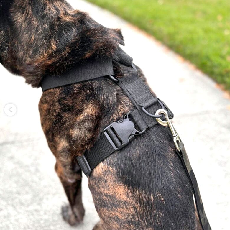 Recon Harness - Image 5