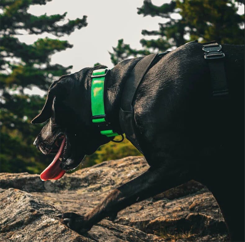 Recon Harness - Image 7